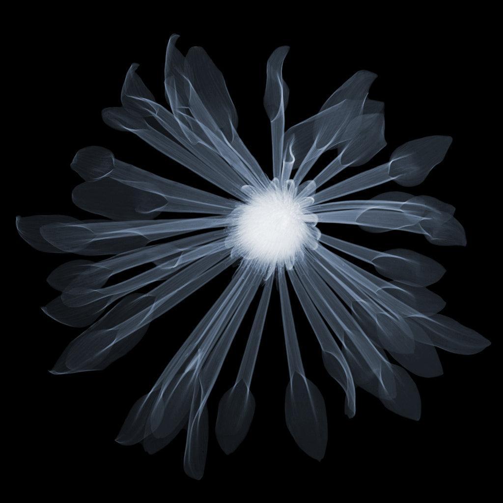 Tulip-Photographic Print-Nick Veasey-Sorrel Sky Gallery