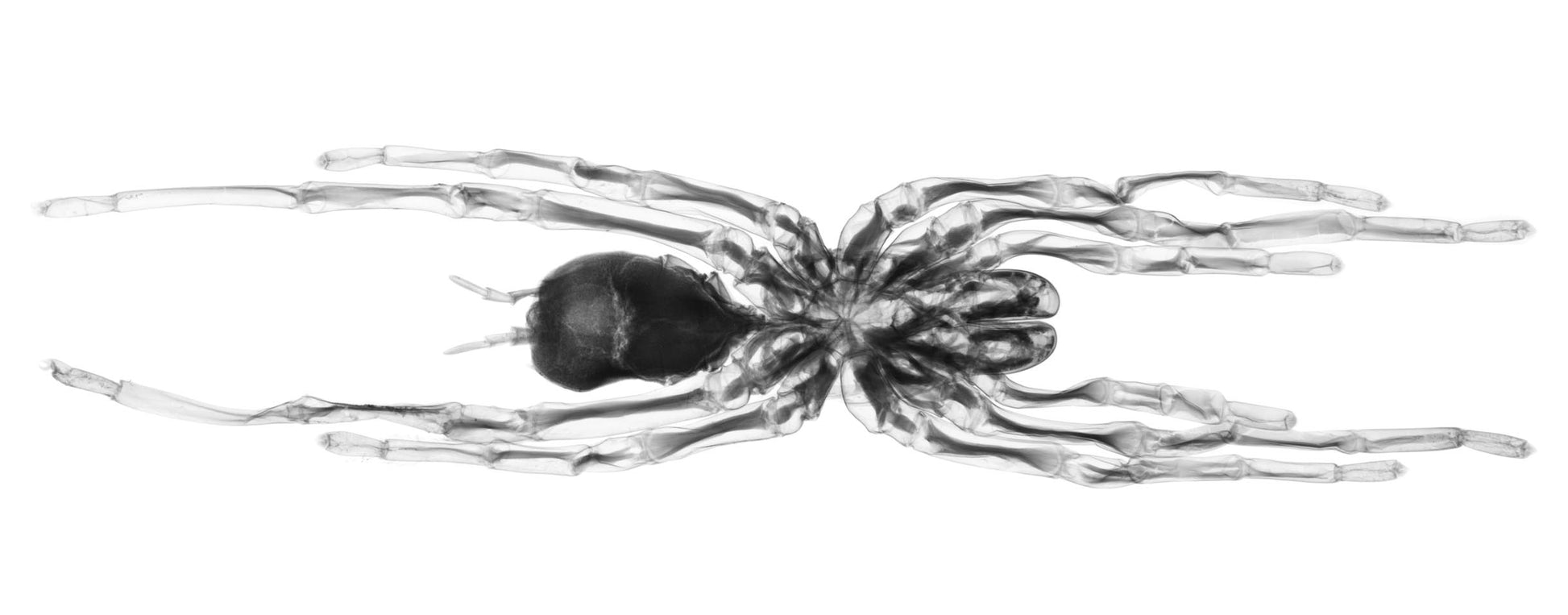 v1504-Photographic Print-Nick Veasey-Sorrel Sky Gallery