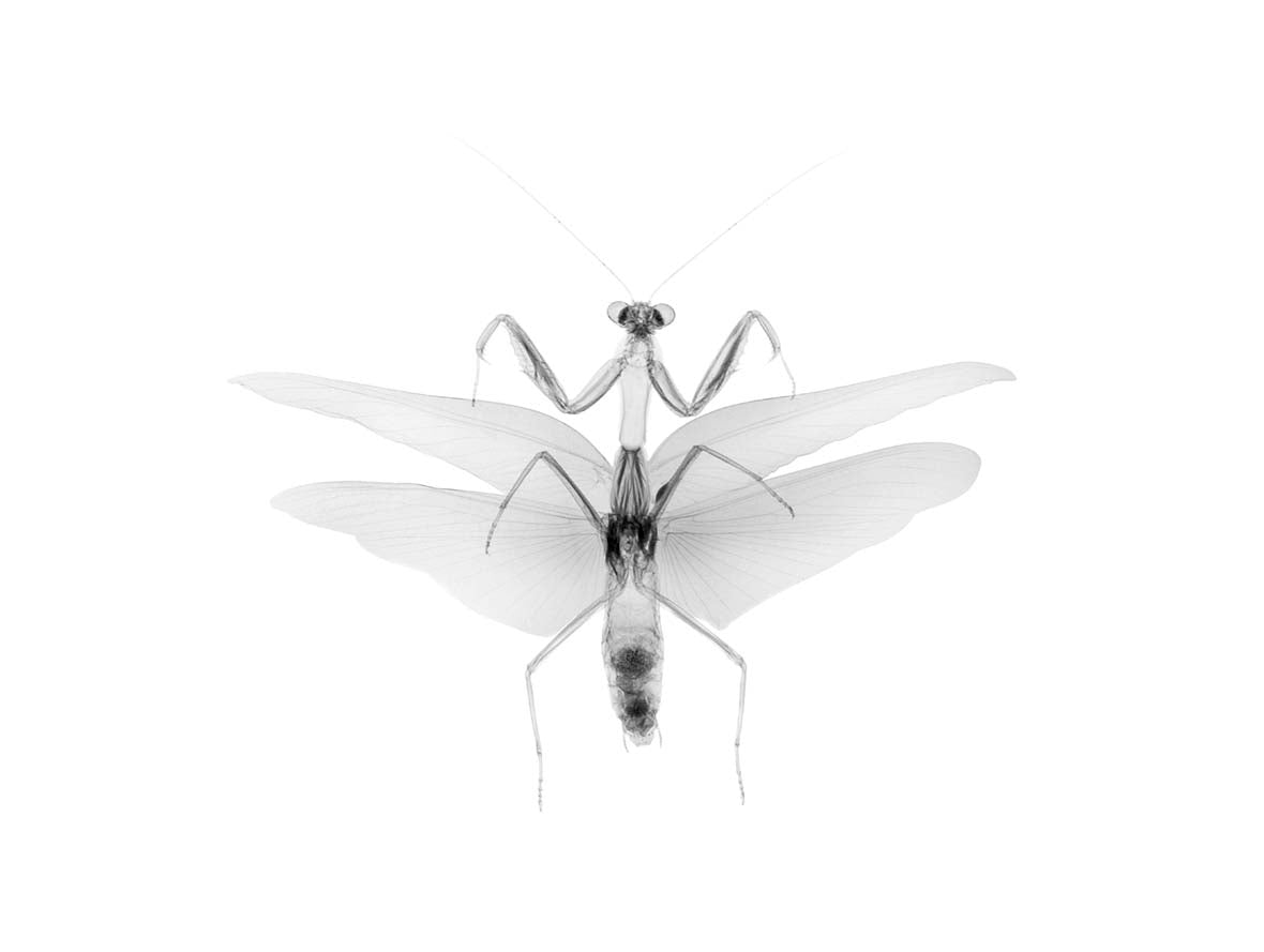v1637-Photographic Print-Nick Veasey-Sorrel Sky Gallery