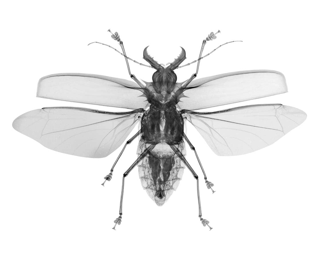 v1706-Photographic Print-Nick Veasey-Sorrel Sky Gallery