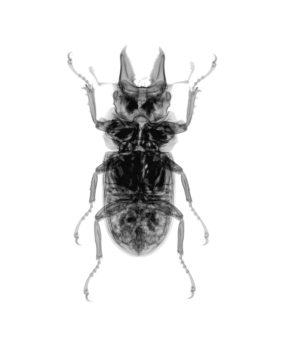 v1755-Photographic Print-Nick Veasey-Sorrel Sky Gallery