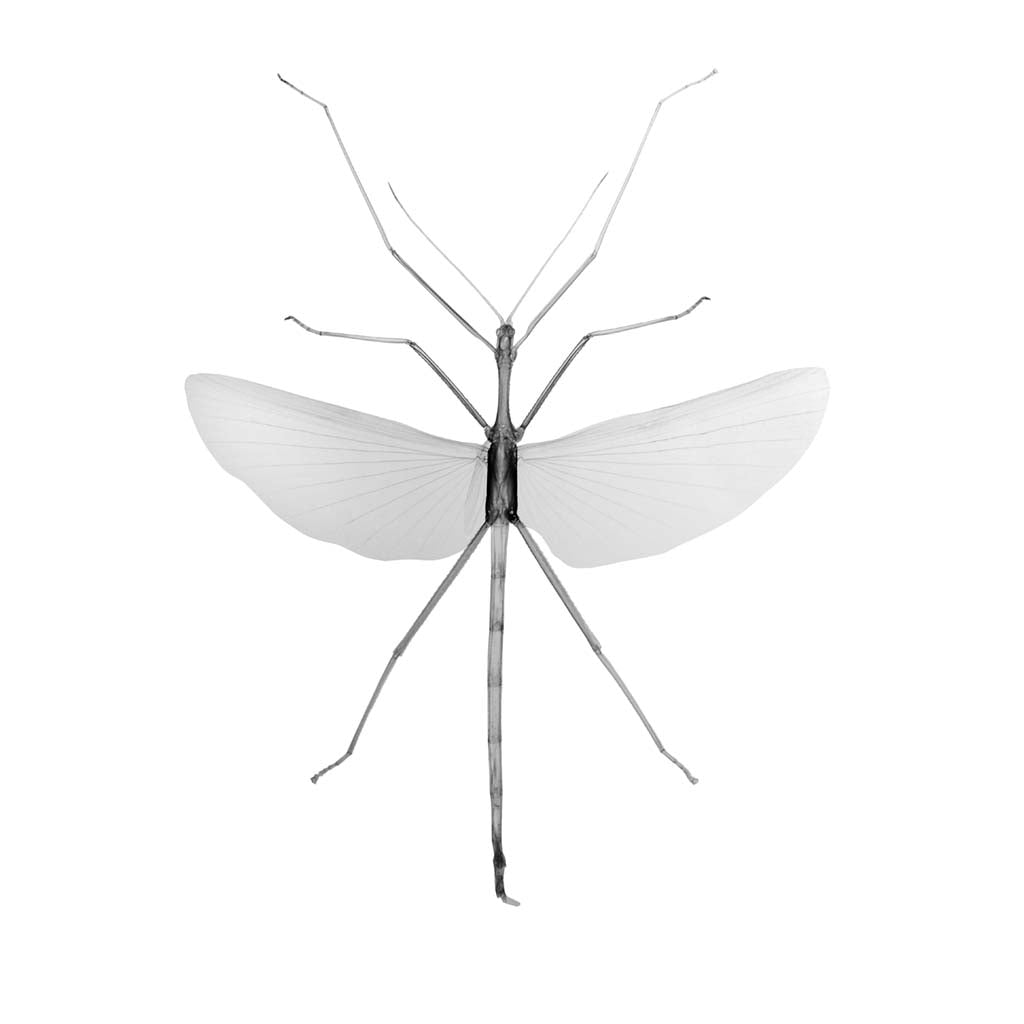 v1760-Photographic Print-Nick Veasey-Sorrel Sky Gallery