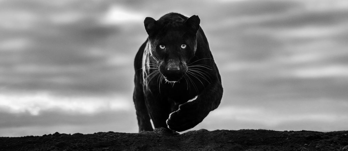 Noir (B&W)