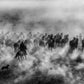 ONE HUNDRED HORSES (B&W)
