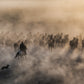 ONE HUNDRED HORSES (COLOUR)