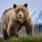 COCAINE BEAR (Colour)