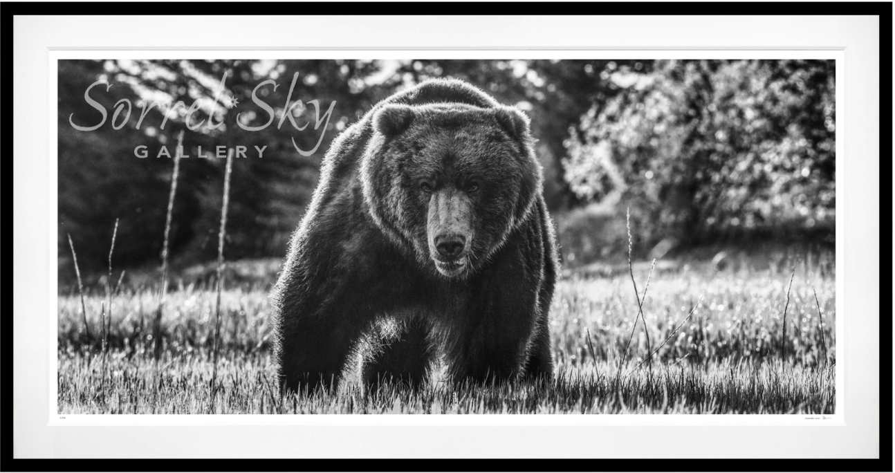 BEWARE OF THE BEAR