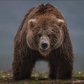 Bearish (Colour)