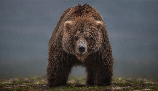 Bearish (Colour)