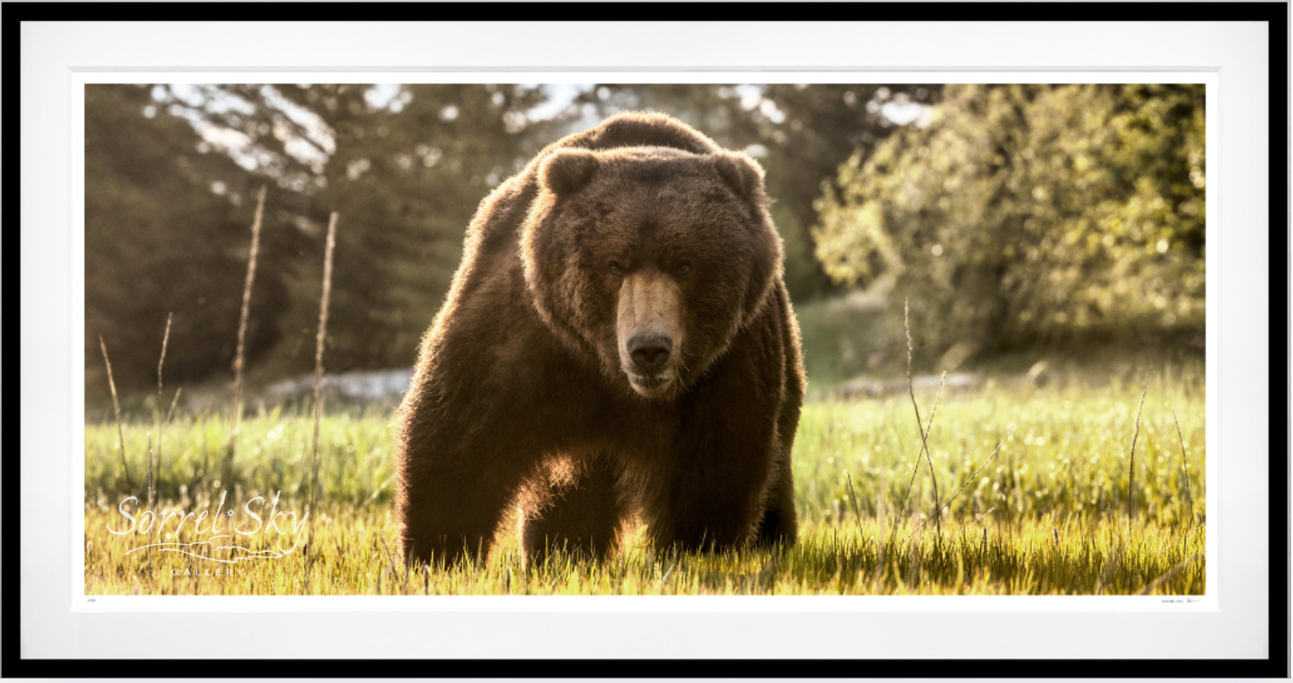 BEWARE OF THE BEAR (Colour)