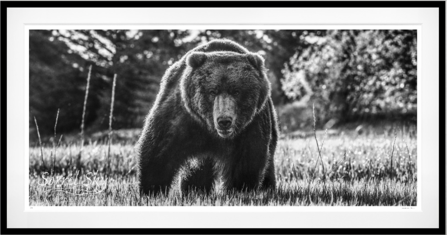 BEWARE OF THE BEAR