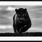 NOIR (B&W)