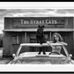 THE STRAY CATS (B&W)