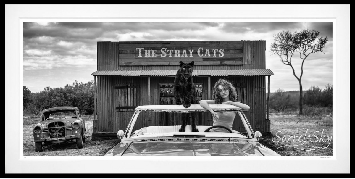 THE STRAY CATS (B&W)