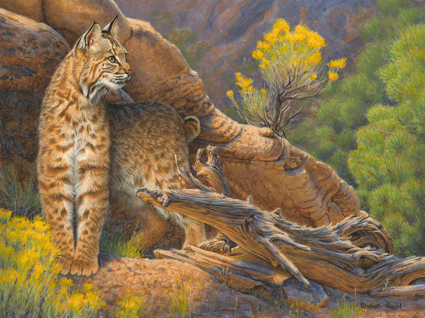 Dry Ravine Bobcat-Painting-Shawn Gould-Sorrel Sky Gallery
