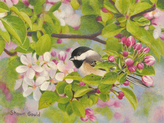 Spring Beauty-Painting-Shawn Gould-Sorrel Sky Gallery