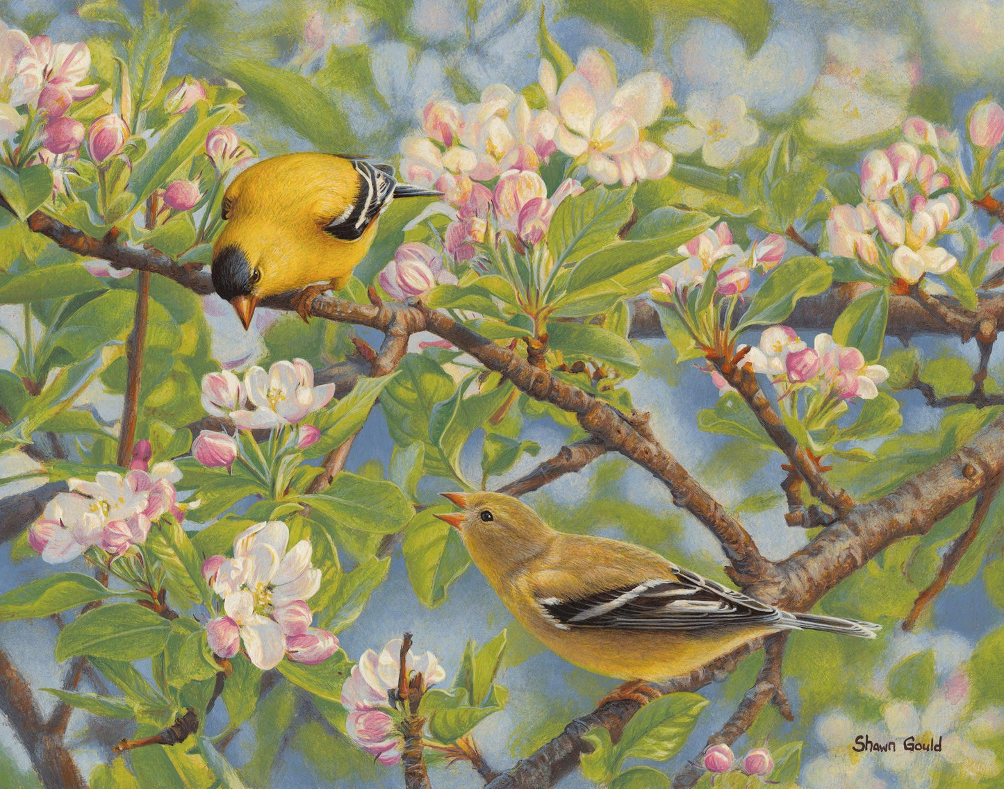 Spring Courtship-Painting-Shawn Gould-Sorrel Sky Gallery