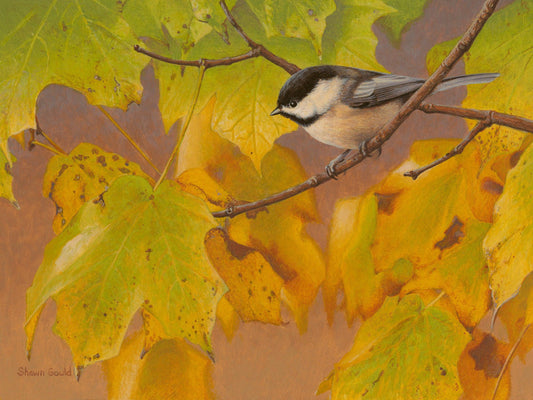 Sugar Maple Chickadee-Painting-Shawn Gould-Sorrel Sky Gallery