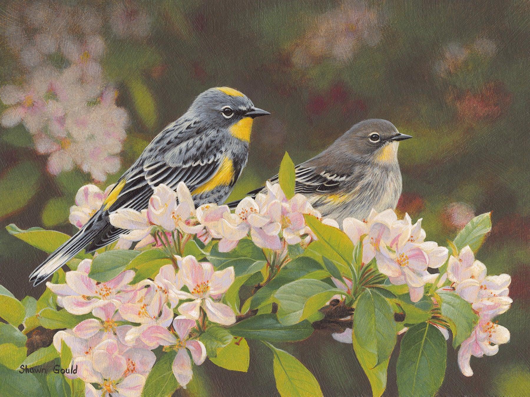 Yellow-rumped Warblers-Painting-Shawn Gould-Sorrel Sky Gallery