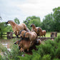 Mares of the Ice Age