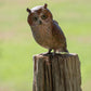 Owlette