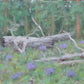 Fallen Timber - Wyoming-Painting-Stephen Day-Sorrel Sky Gallery