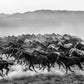 THE UNIT (B&W)