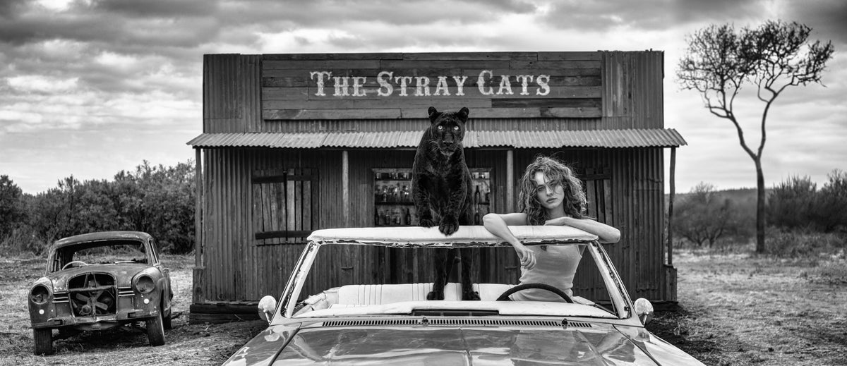 The Stray Cats (B&W)