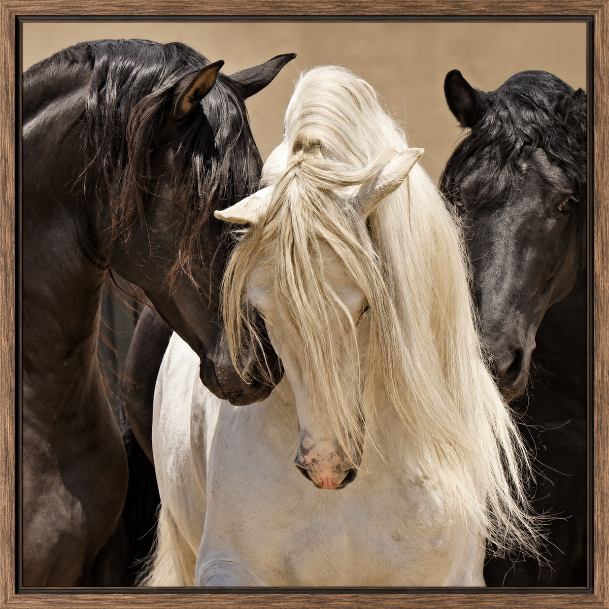 3 Stallions