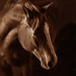 Curious-Photography-Tony Stromberg-Sorrel Sky Gallery