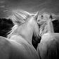 In a Dream-Photography-Tony Stromberg-Sorrel Sky Gallery
