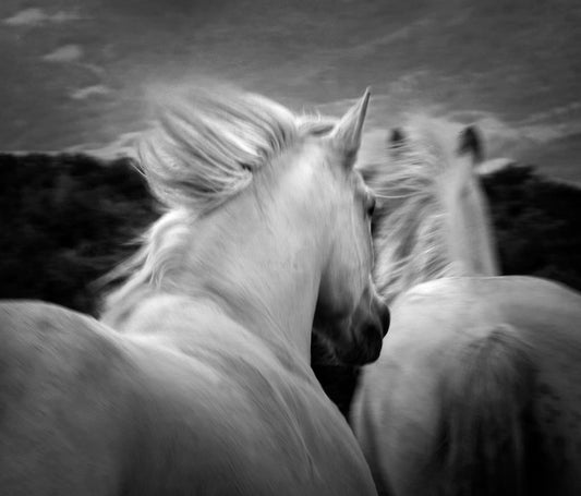 In a Dream-Photography-Tony Stromberg-Sorrel Sky Gallery