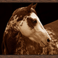 Painted Pony