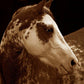 Painted Pony-Photography-Tony Stromberg-Sorrel Sky Gallery