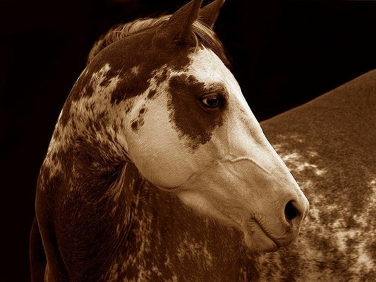Painted Pony-Photography-Tony Stromberg-Sorrel Sky Gallery