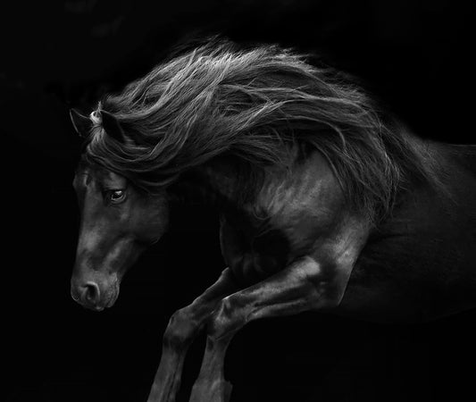 Pyrenees-Photography-Tony Stromberg-Sorrel Sky Gallery