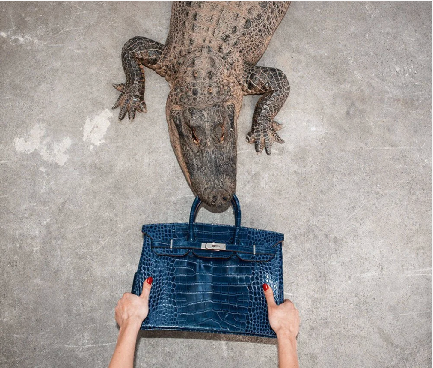 Gator Birkin Hands-Photographic Print-Tyler Shields-Sorrel Sky Gallery