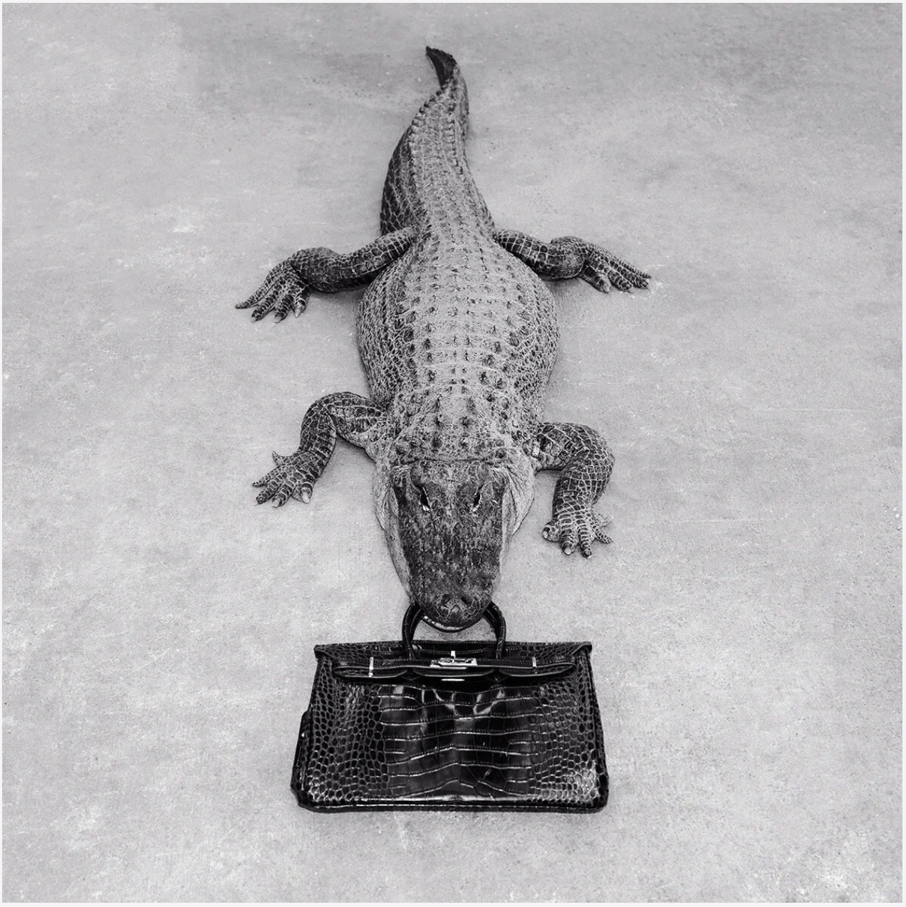 Gator Birkin Monochrome-Photographic Print-Tyler Shields-Sorrel Sky Gallery