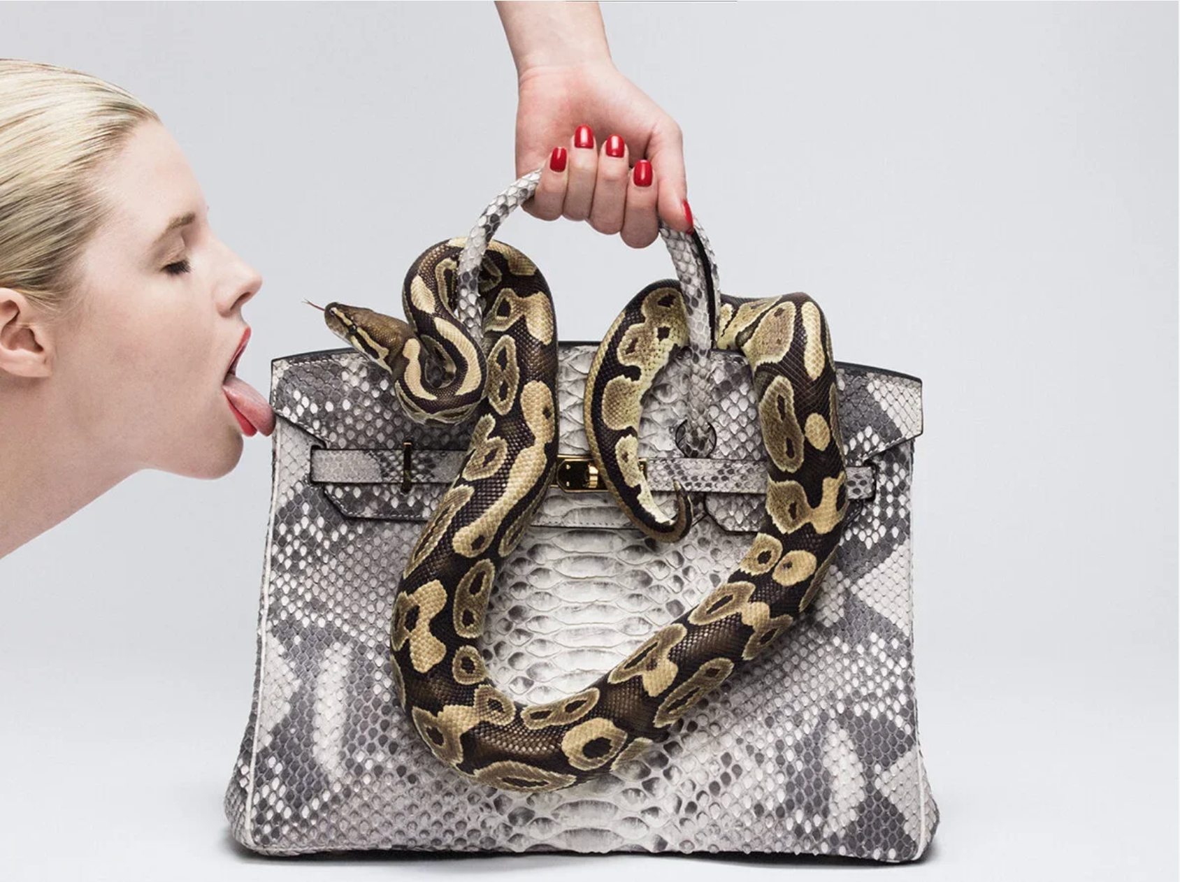 Python Birkin-Photographic Print-Tyler Shields-Sorrel Sky Gallery