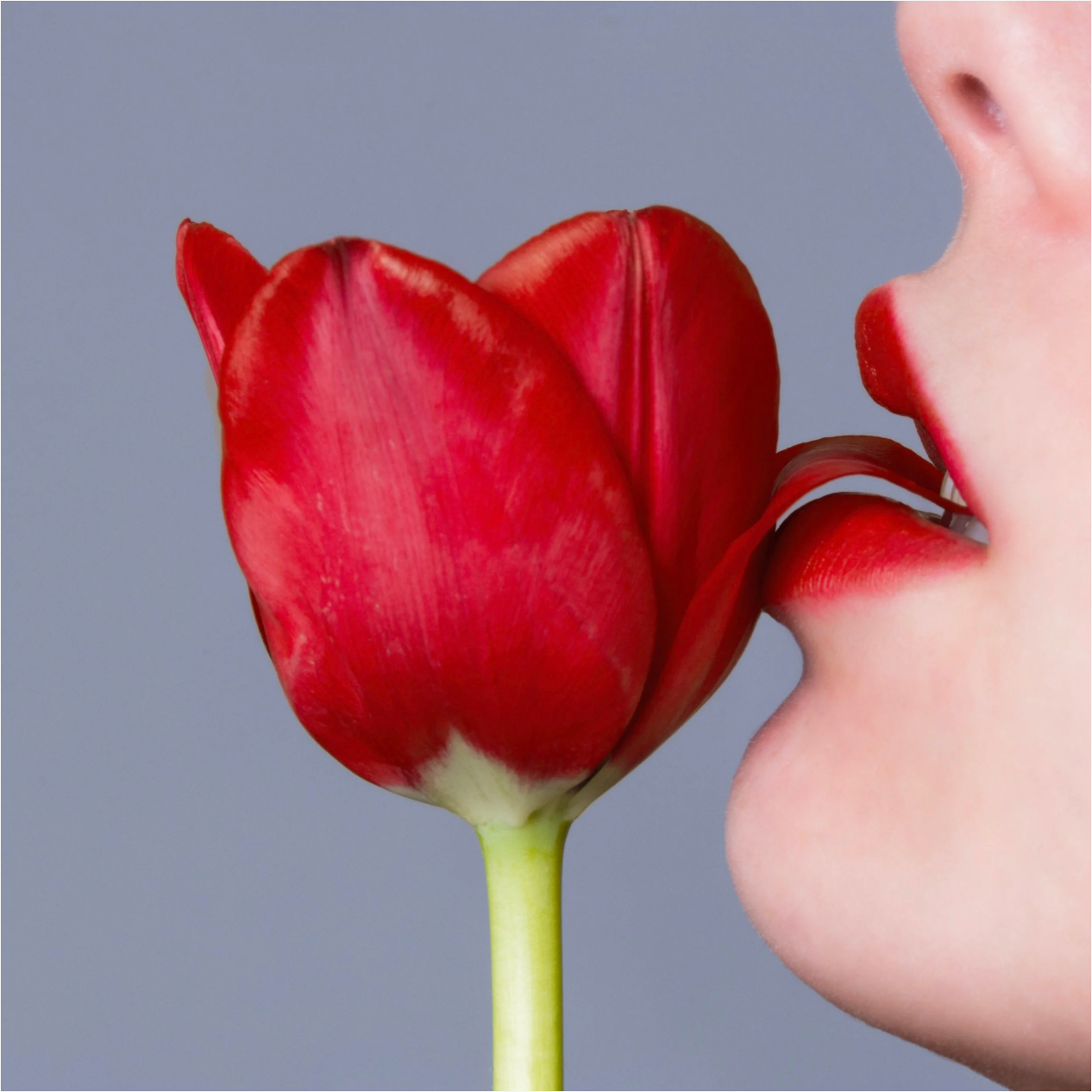 Tulip-Photographic Print-Tyler Shields-Sorrel Sky Gallery