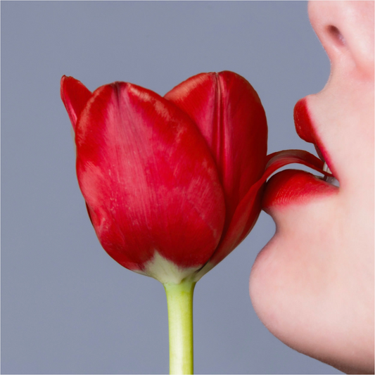 Tulip-Photographic Print-Tyler Shields-Sorrel Sky Gallery