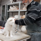 Cat's Tooth | La Dent du Chat