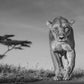 Acacia-Photographic Print-David Yarrow-Sorrel Sky Gallery