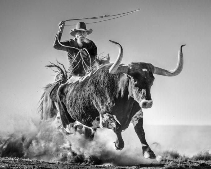 Ain't My First Rodeo-Photographic Print-David Yarrow-Sorrel Sky Gallery