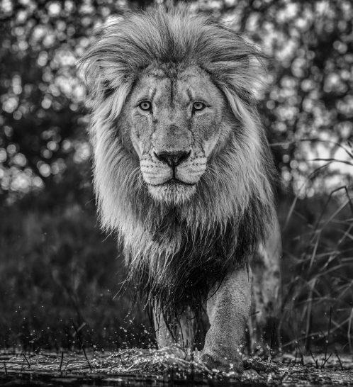 Basic Instinct-Photographic Print-David Yarrow-Sorrel Sky Gallery
