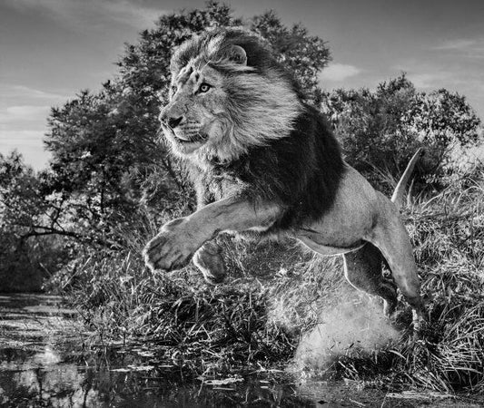 First Down-Photographic Print-David Yarrow-Sorrel Sky Gallery