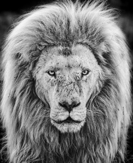 Gandalf-Photographic Print-David Yarrow-Sorrel Sky Gallery
