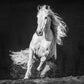 Horsepower-Photographic Print-David Yarrow-Sorrel Sky Gallery