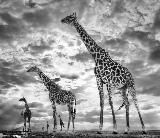 Keeping Up with the Crouches-Photographic Print-David Yarrow-Sorrel Sky Gallery