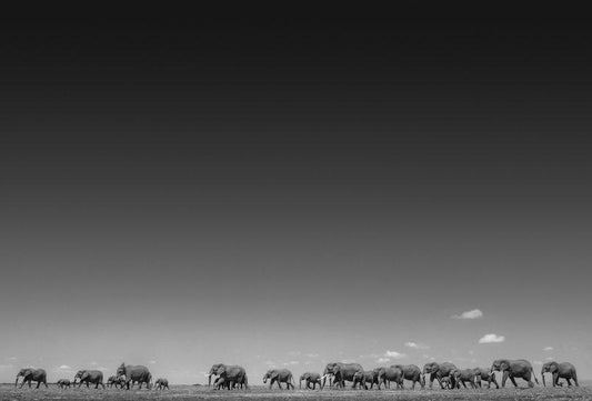 Life on Earth-Photographic Print-David Yarrow-Sorrel Sky Gallery